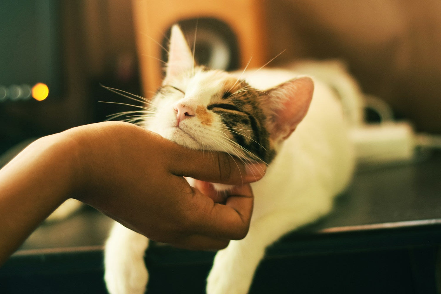 Pet Care Supplies