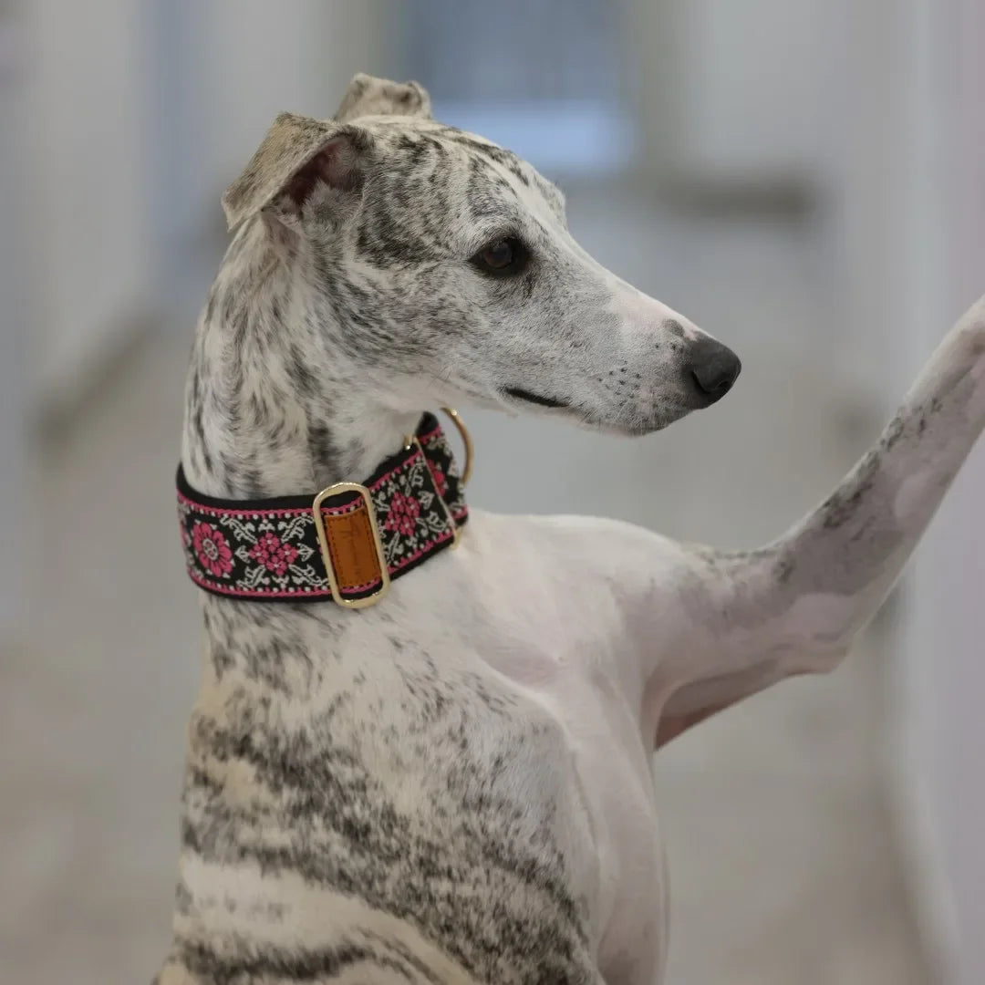 NONECN Martingale Dog Collar for Greyhounds and Sighthounds