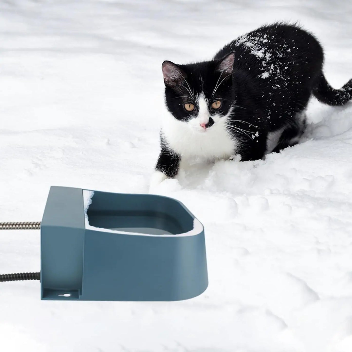 XMSJ Heated Water Dispenser for Dogs and Cats